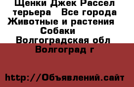 Щенки Джек Рассел терьера - Все города Животные и растения » Собаки   . Волгоградская обл.,Волгоград г.
